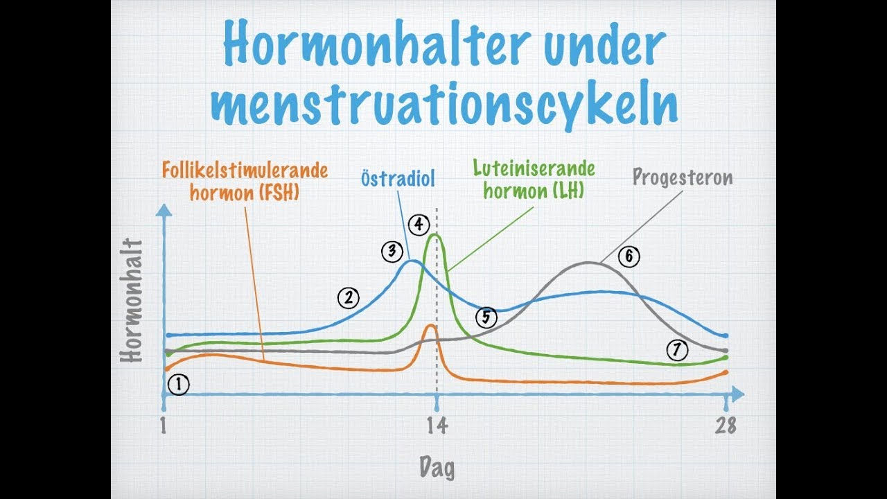 hormoner under menscykeln hormoner under menscykeln