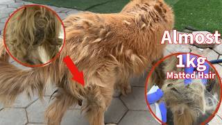 Heavy Armor Matted Hair On Golden Retriever Removal