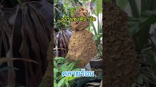 ธรรมชาติสดชื่น บำบัดความร้อน