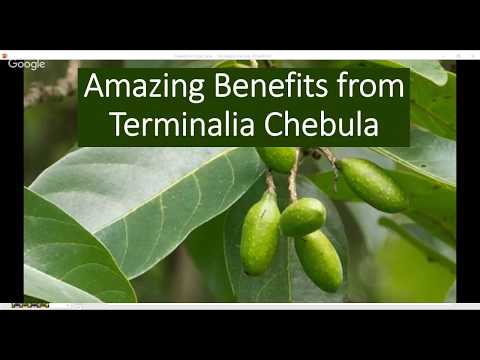 Terminalia chebula  health benefits