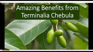 Terminalia chebula  health benefits
