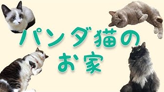 パンダ猫のお家 Youtube