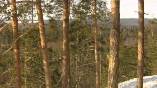 Finland wildlife - Wild Taiga forest