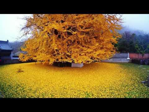 Video: Pokojové Rostliny S Velkými Listy (27 Fotografií): Domácí Květ Velkolistých Jinanů, Nekvetoucí A Jiné Druhy
