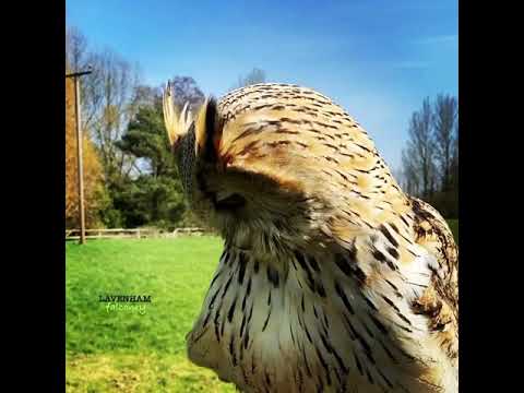 Amber the Siberian eagle owl