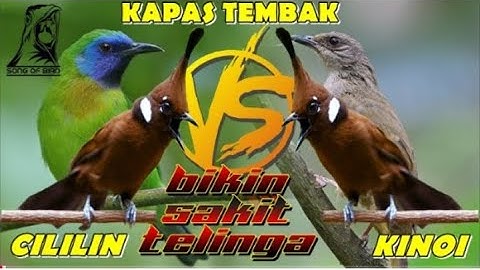 MASTERAN MURAI BATU ll FULL TEMBAKAN CILILIN VS KINOI VS KAPAS TEMBAK VERSI JEDA