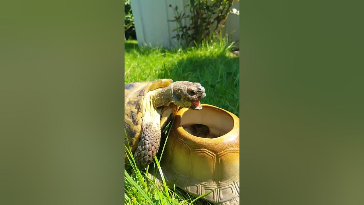 Schildkröte beim paaren YouTube