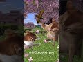 minecraft cat moment :)