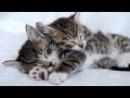 【猫咪特調】貓咪療癒音樂 - 幫助貓咪在睡眠中療癒