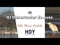 Avistaje de aves en Lagunas de Córdoba - Villa María