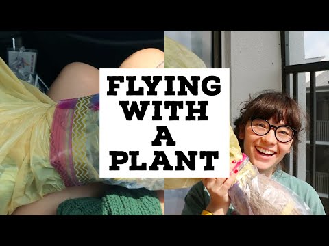 Traveling with plants | Bringing a HUGE plant on an airplane!