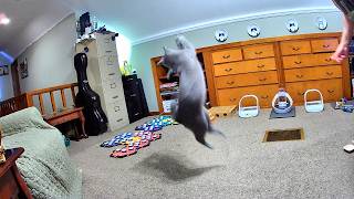 Henry Now Plays Fetch With His Favorite Toy Just Like Todd