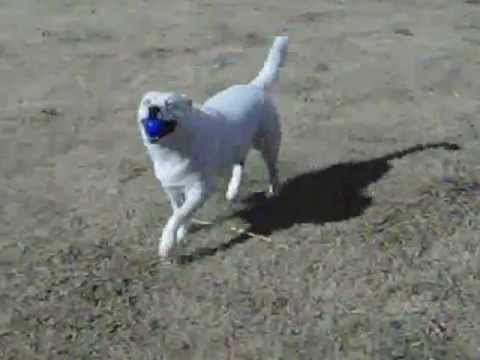 albino blue heeler