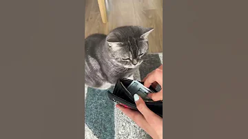 Кошачьи усы приносят деньги?! Правда или нет?