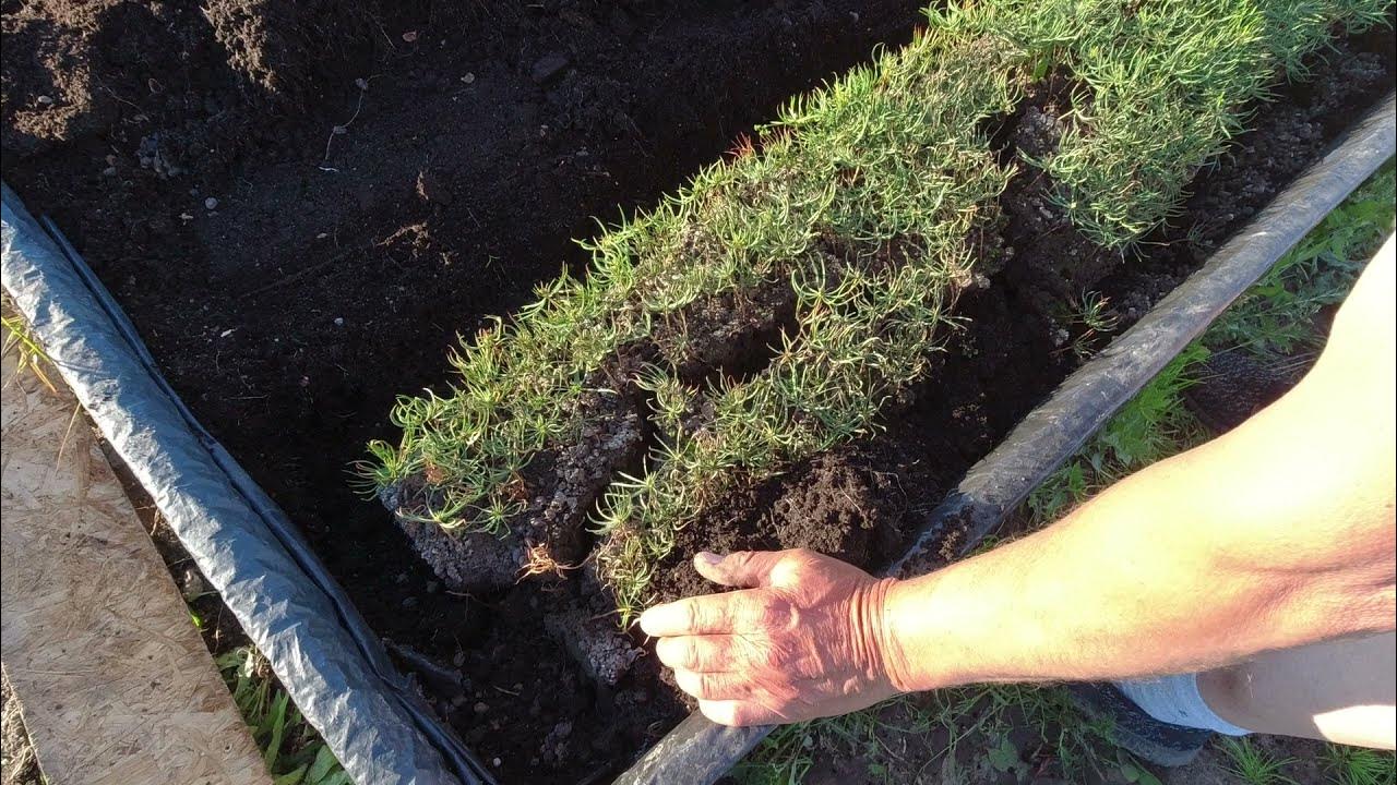 Декоративные грядки многоуровневые. Высокие грядки. Грядка 16. Грядка 16. Тавор грядки.