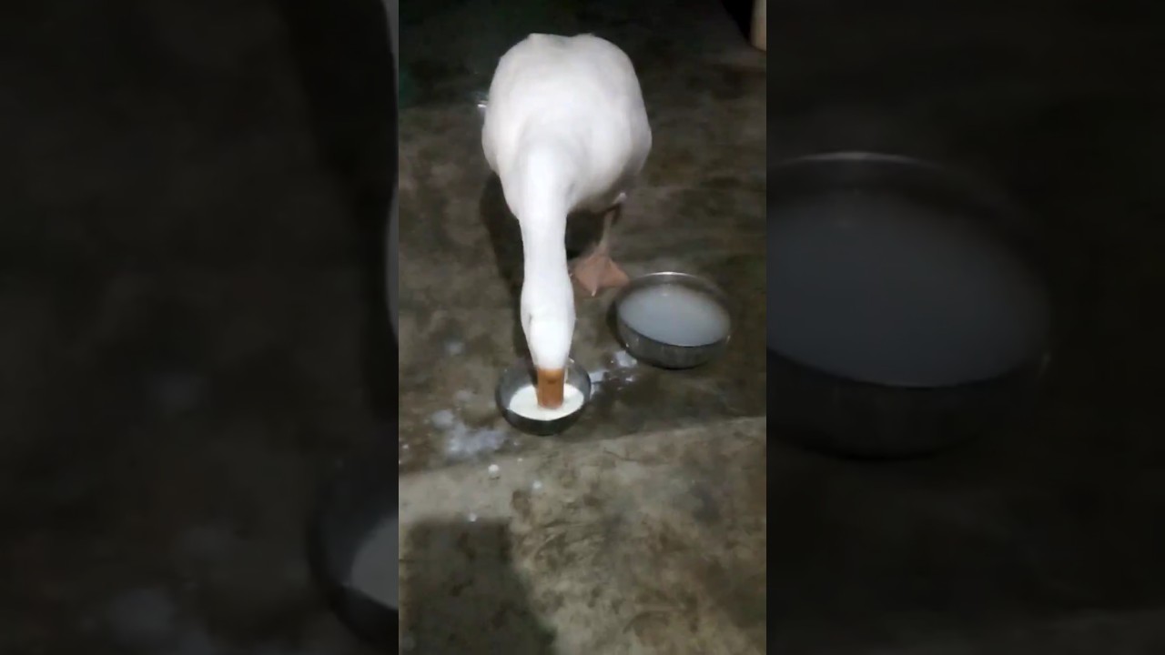 A Swan Is Drinking Milk ❤😍 | 
