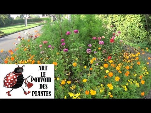 Vidéo: Est-ce que les zinnias doivent être jalonnés : comment fournir un soutien aux plantes Zinnia