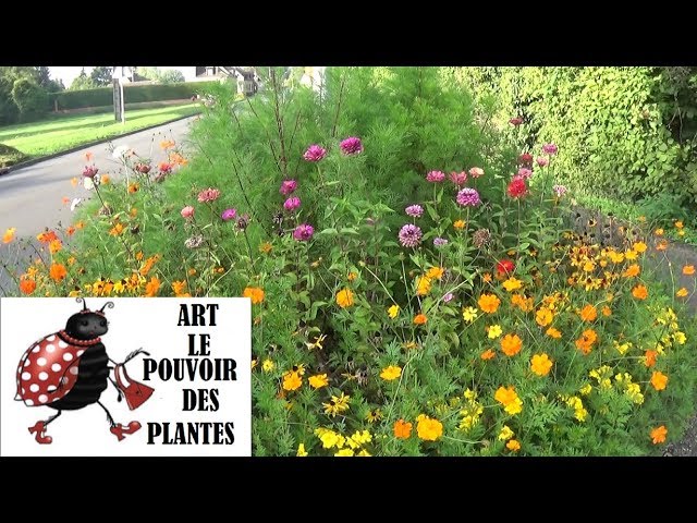 Zinnia : la fleur résistante à la sécheresse qui attire les papillons et fleurit tout l&rsquo;été