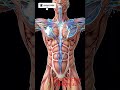 What Coconut Water Does Inside Your Body | 3D Medical Animation & Anatomy Visualization