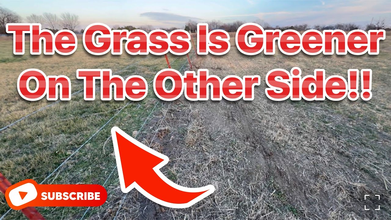 Трава действительно зеленее по ту сторону баррикад!