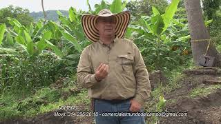 Cultivo de banano alternativa productiva ASOBANAPARE Campo  mundo del campo