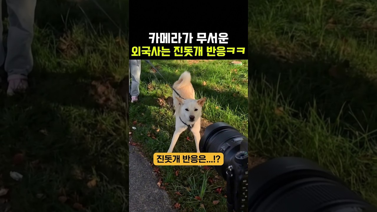 카메라가 무서운 외국사는 진돗개 반응 ㅋㅋㅋ
