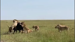 Lions Take Down A Buffalo