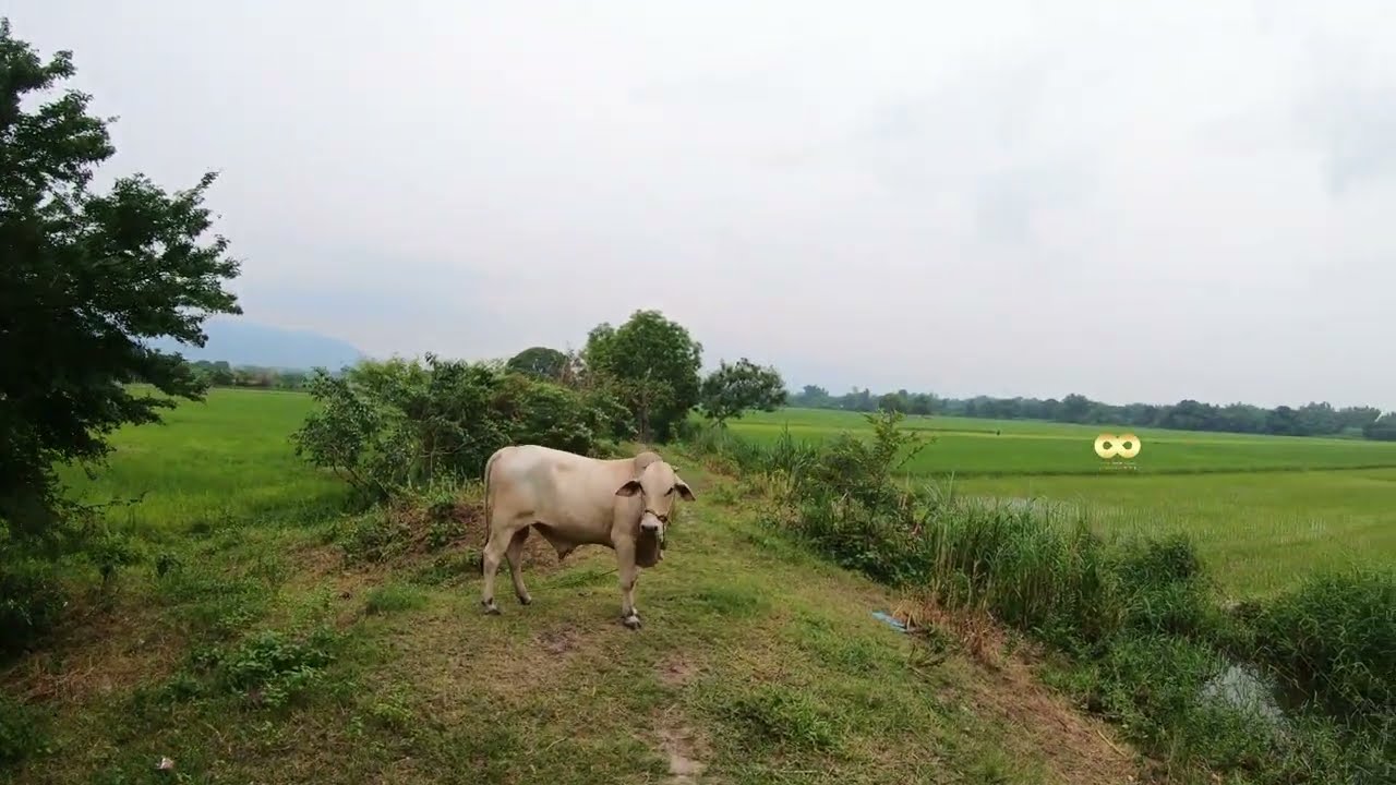 LFS 104 | 250 pesos per sqm 3rd Cropping Rice Land for sale in the Philippines