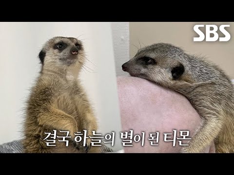 2년 전 무지개다리 건넌 강태 씨 식구 미어캣, ‘<strong>티몬</strong>’