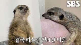 2년 전 무지개다리 건넌 강태 씨 가족, 미어캣 ‘티몬’