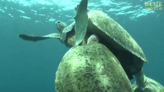 Amazing Sea Turtle Mating Footage! In this exciting excerpt from the second season of Jonathan Bird's Blue World, Jonathan films a spectacular Green sea turtle mating event in Malaysia with multiple males all attempting to mate with a single female.  Who knew sea turtle mating was so violent?

To see the whole episode:
https://www.youtube.com/watch?v=_44-x_gWE7Y

**********************************************************************
If you like Jonathan Bird's Blue World, join us on Facebook!
https://www.facebook.com/BlueWorldTV

Or Twitter!
https://twitter.com/BlueWorld_TV

On the Web:
http://www.blueworldTV.com
**********************************************************************