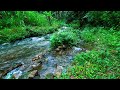 Peaceful Forest Birds Singing, Relaxing Stream Sounds, ASMR