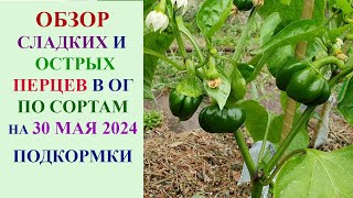 ОБЗОР СЛАДКИХ И ОСТРЫХ ПЕРЦЕВ В ОТКРЫТОМ ГРУНТЕ ПО СОРТАМ НА 30 МАЯ 2024 ГОДА. ПОДКОРМКИ.