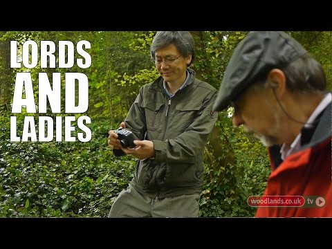 Video: Lords And Ladies Aruma informācija: Kā dārzā iestādīt kungus un dāmas