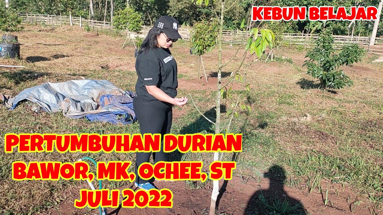 Kebun Belajar: Perkembangan Pohon Durian Bawor, Musangking, Super Tembaga Juli 22.Durian mulai pulih