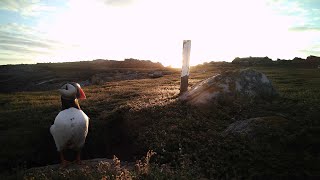 Alderney Island Live | Puffin and Seal webcam | PuffinCam - Ocean Wildlife Webcam 2026-06-19