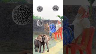 Rounding white kadambas to Tiger, Lion, Horse & Elephant - Animals names magic video