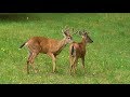 Gay Pride! Two male deers. Gay in the animal kingdom.