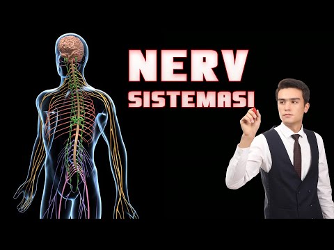 Nerv sistemasi anatomiya va fiziologiyasi
