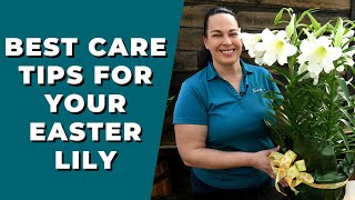 Best Care Tips For Your Easter Lily - Care, Planting and How to Get The Pollen Off Your Clothes