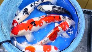 An Update on Koi Herpesvirus (KHV) Outbreak