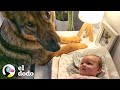 Perro policía conoce a su nueva hermanita I El Dodo