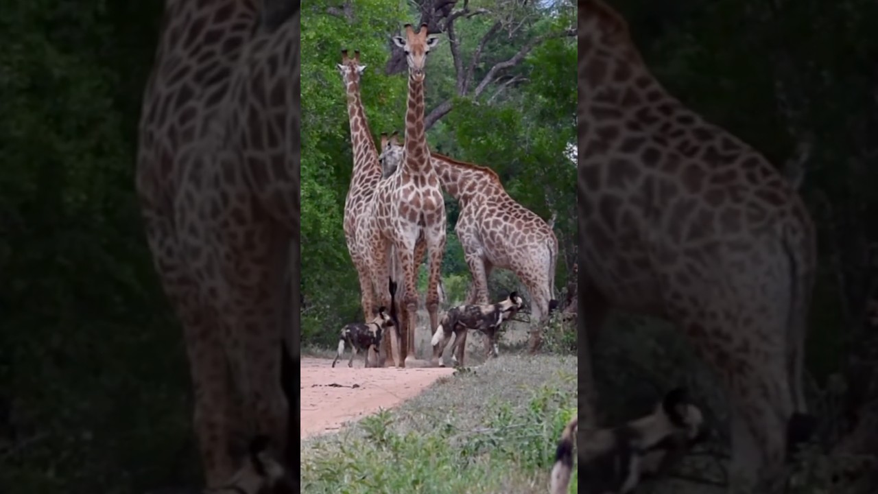 Wild dogs teasing giraffe among giraffes, 