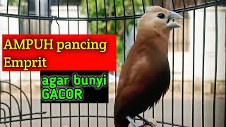 kicauan suara burung pipit emprit Peking bondol kaji gacor pancingan emprit kaji biar gacor 102