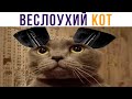 ВЕСЛОУХИЙ КОТ))) пфхапха))) Приколы с котами | Мемозг 682