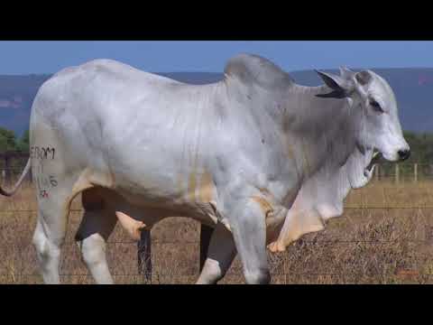 LOTE 112 | 41º MEGA LEILÃO ANUAL CARPA - TOUROS