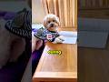 World’s Smartest Dog Caught On Camera 😅