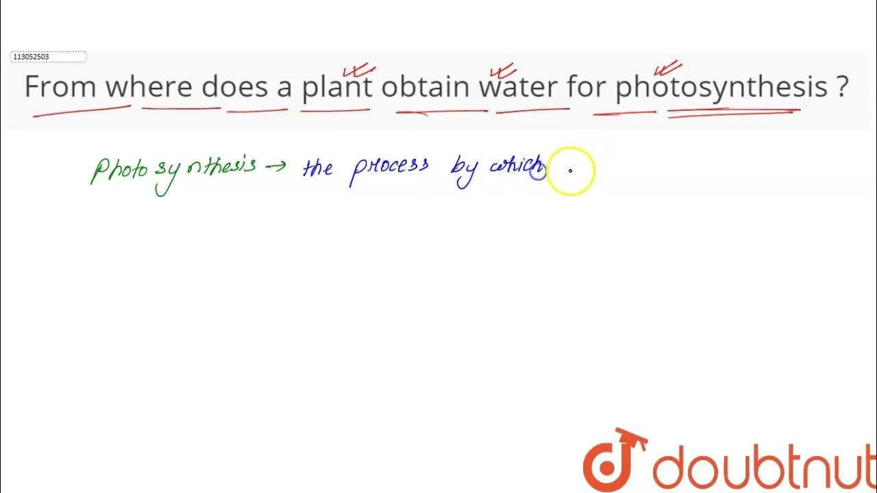 From where does a plant obtain water for photosynthesis ? CLASS 10