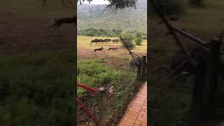 Wild Dog Chasing Impala with Protective Wildebeest