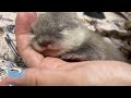 Mama Otter Leaves Her Baby with Human